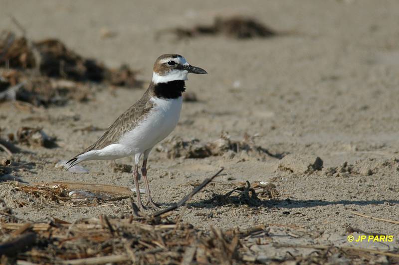 Charadrius wilsonia